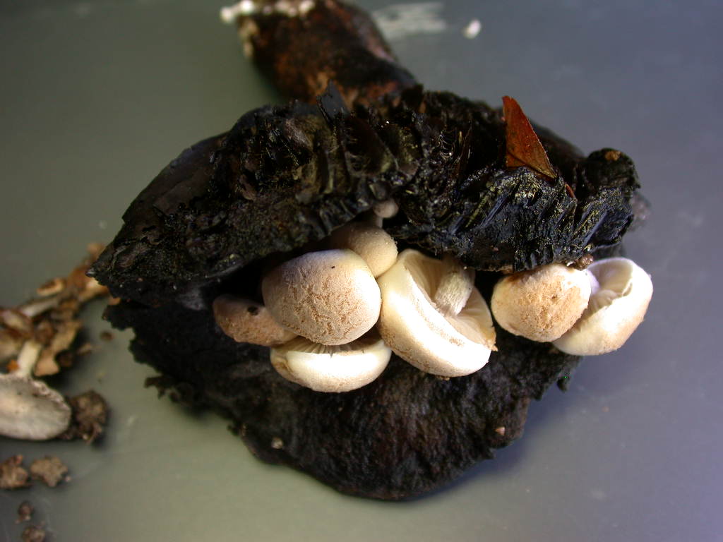 Sar� facile ....  ???   Quizzzz